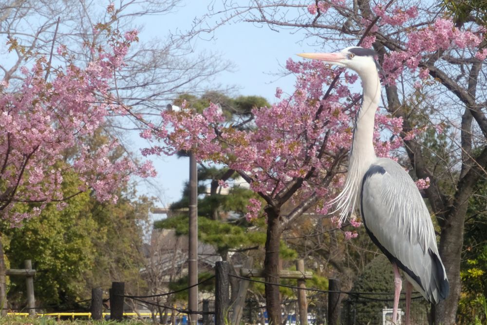 住吉公園の画像 - 5枚目