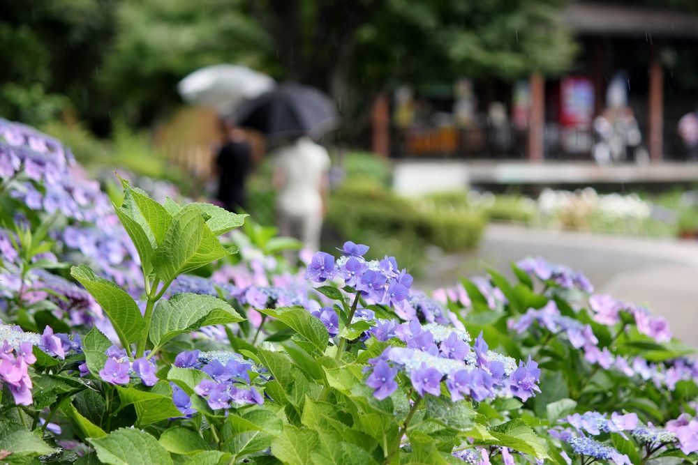 城北公園の画像 - 2枚目