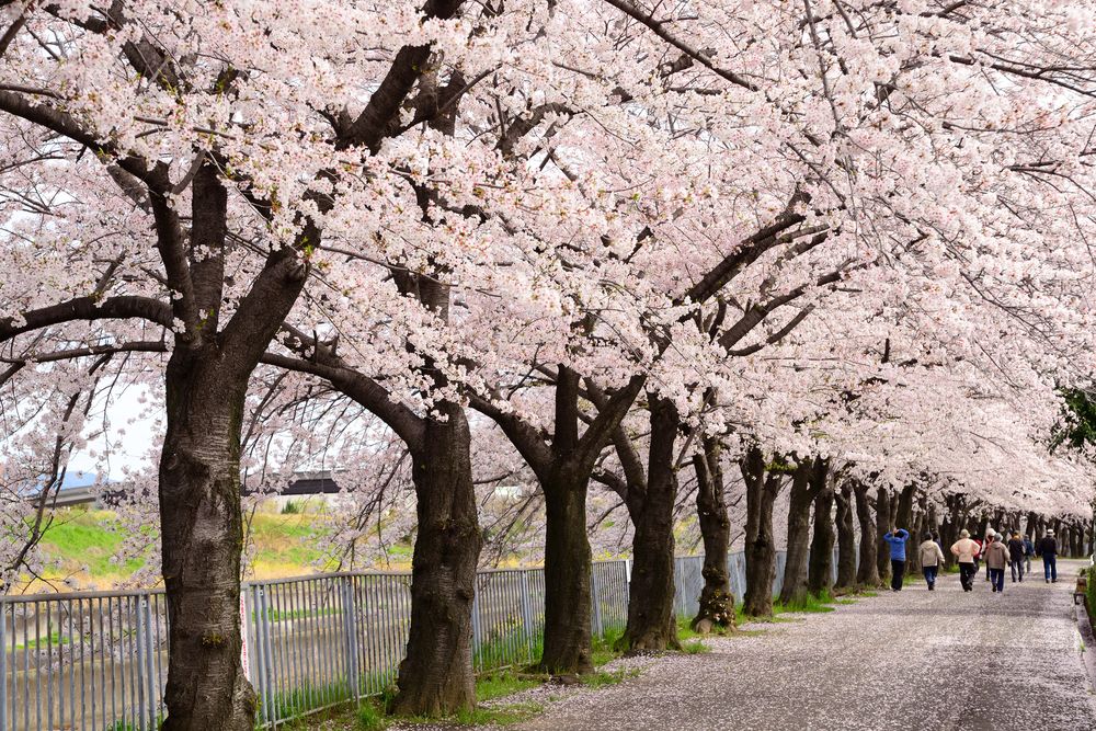 新幹線公園の画像 - 3枚目