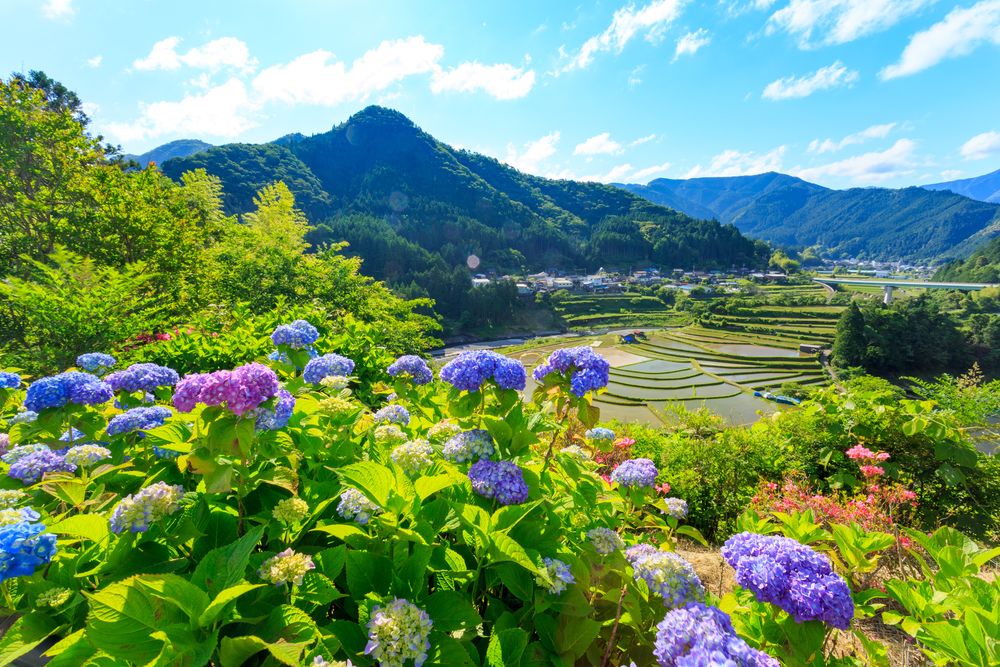 あらぎ島の画像 - 3枚目