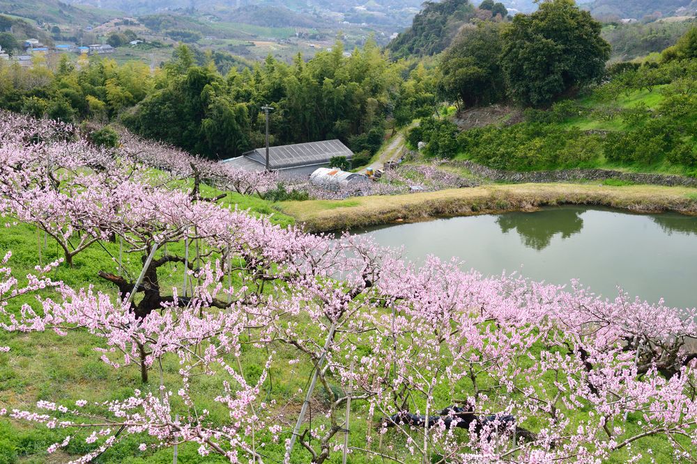 桃源郷 （和歌山紀の川市）