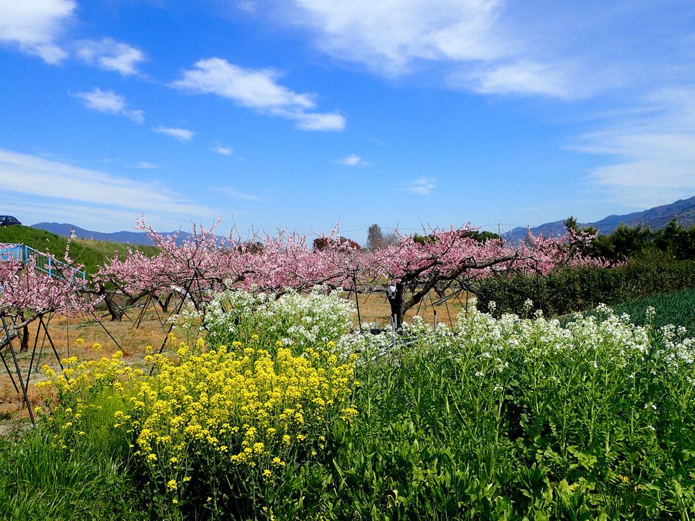 桃源郷 （和歌山紀の川市）の画像 - 2枚目