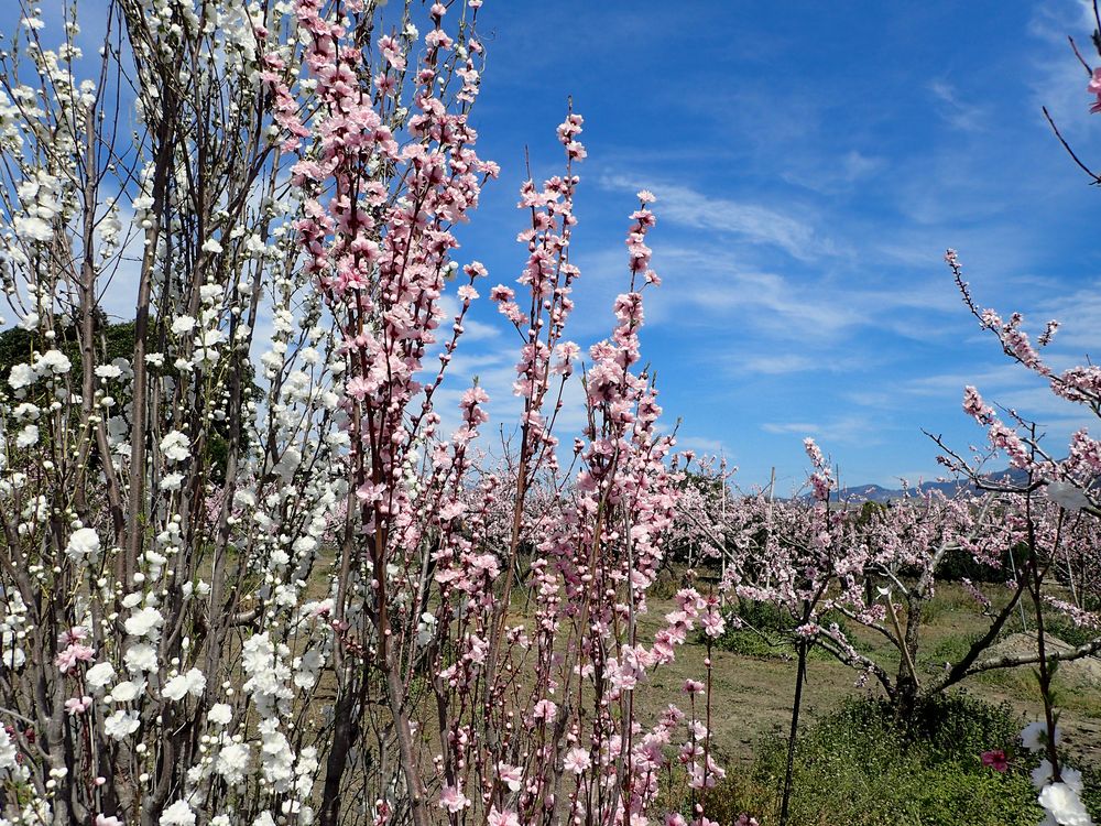桃源郷 （和歌山紀の川市）の画像 - 3枚目