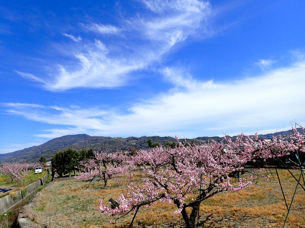 桃源郷 （和歌山紀の川市）の画像 - 4枚目