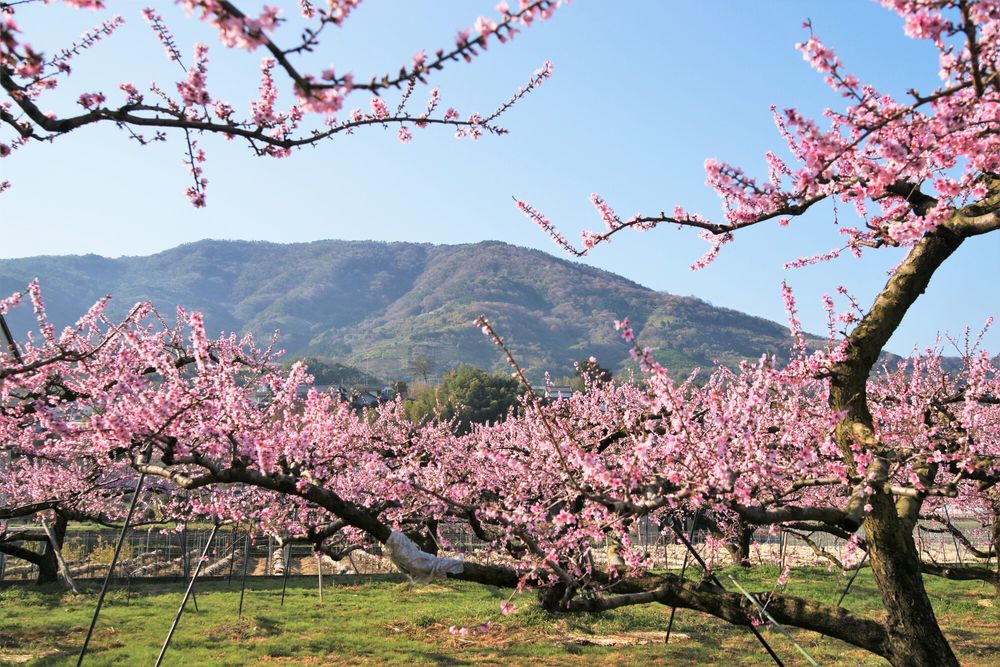 桃源郷 （和歌山紀の川市）の画像 - 5枚目
