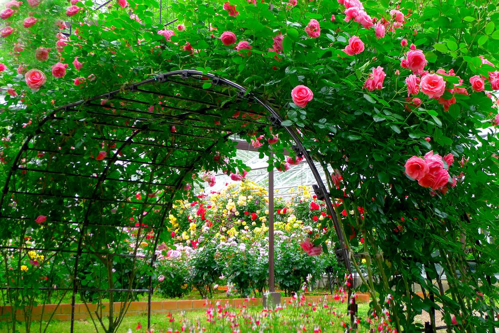 和歌山県植物公園 緑花センターの画像 - 2枚目