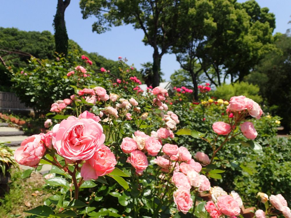 和歌山県植物公園 緑花センターの画像 - 3枚目