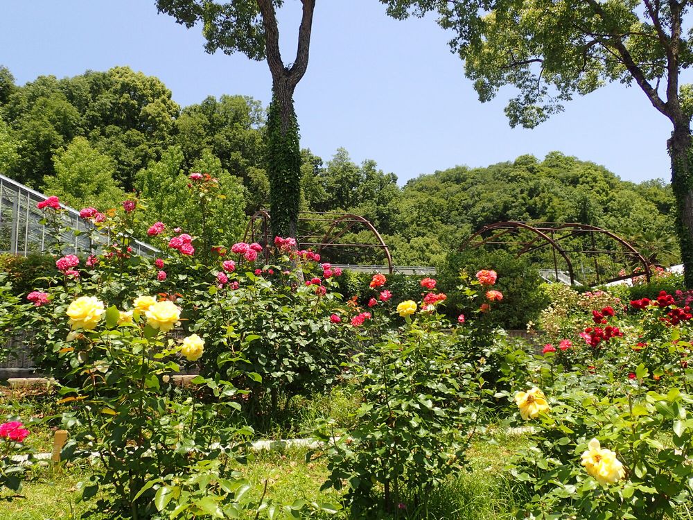 和歌山県植物公園 緑花センターの画像 - 5枚目