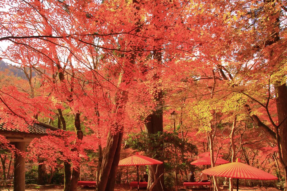 瑞宝寺公園の画像 - 3枚目