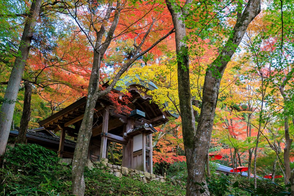 瑞宝寺公園の画像 - 5枚目