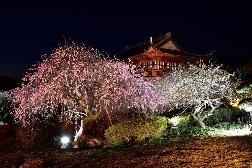 世界の梅公園の画像 - 2枚目