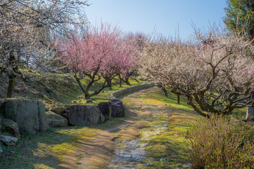 世界の梅公園の画像 - 3枚目