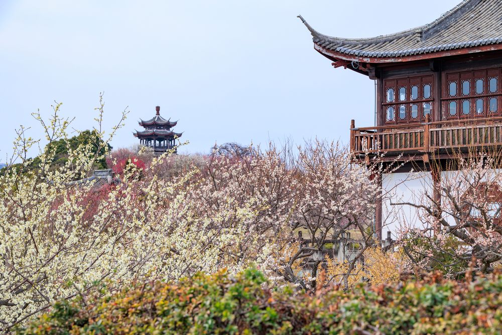 世界の梅公園の画像 - 5枚目
