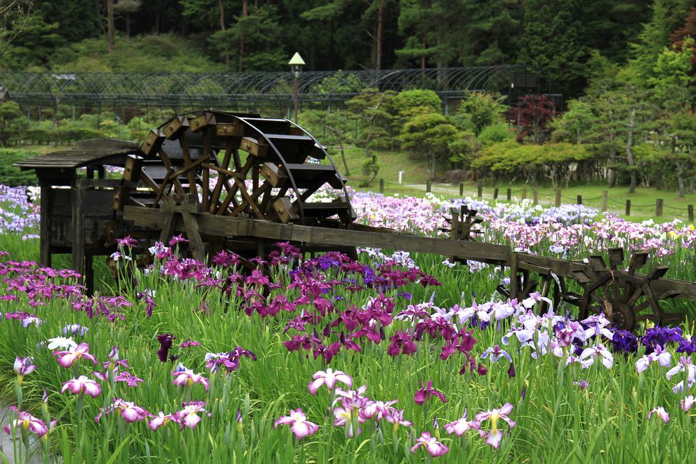 永沢寺花しょうぶ園の画像 - 4枚目