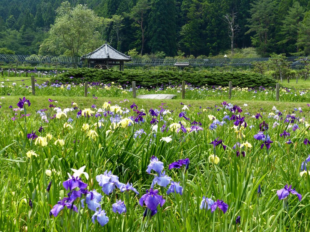 永沢寺花しょうぶ園の画像 - 5枚目
