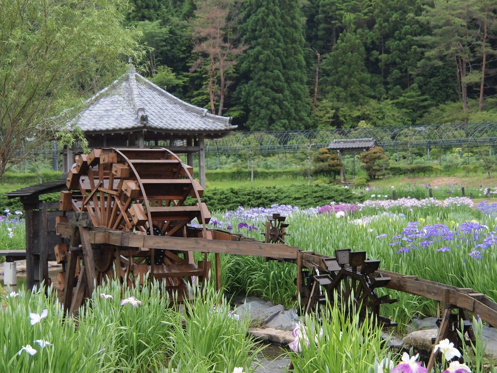 永沢寺花しょうぶ園の画像 - 6枚目