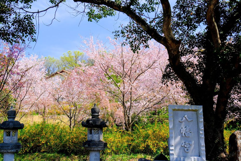 八幡神社(厄除八幡宮)の画像 - 2枚目