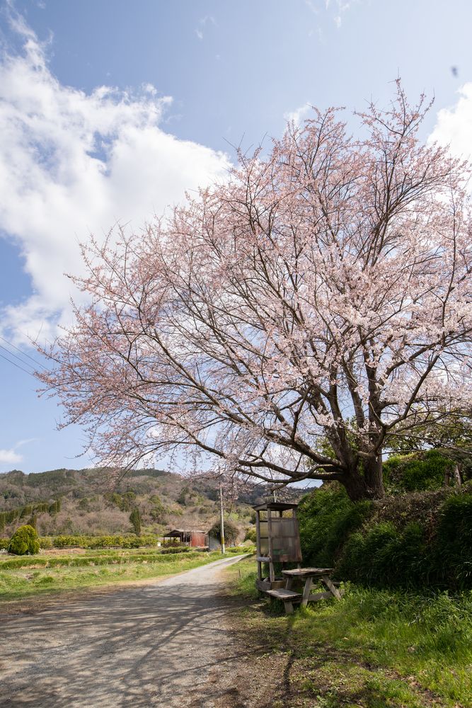 山辺の道の画像 - 4枚目