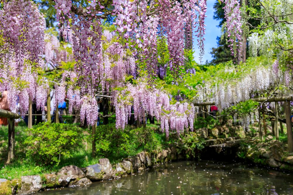 萬葉植物園の画像 - 2枚目