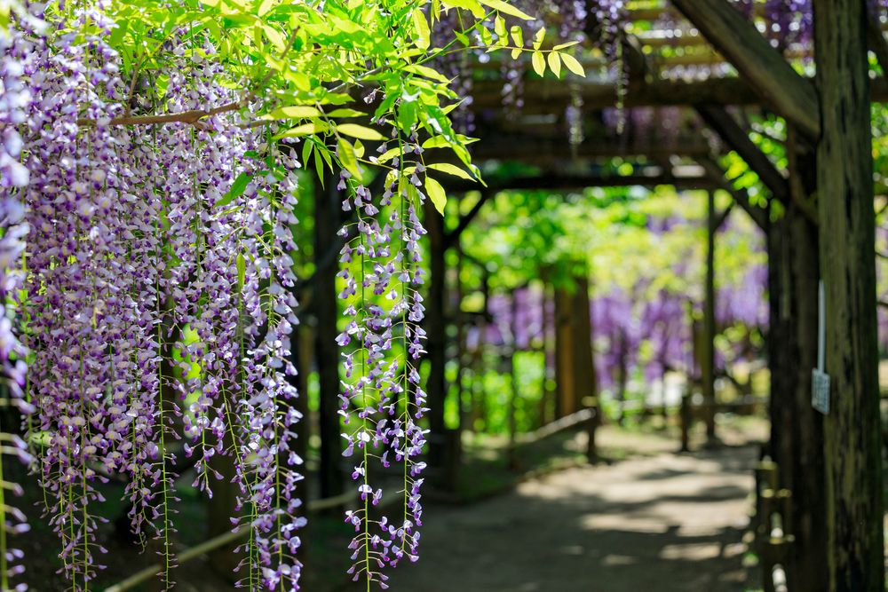 萬葉植物園の画像 - 3枚目