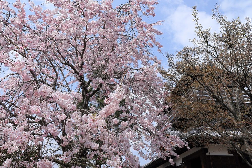 池田城跡公園の画像 - 2枚目