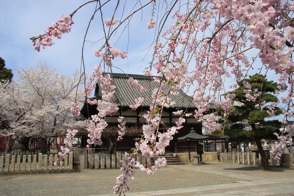 葛井寺の画像 - 2枚目