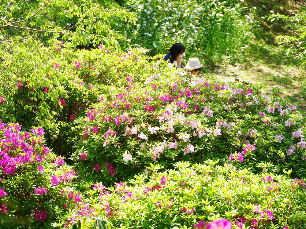 枚岡公園の画像 - 4枚目