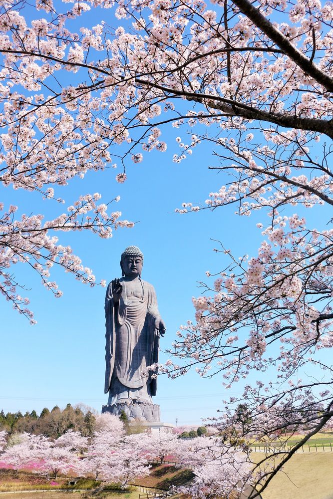 牛久大仏】の周辺スポット・アクセス・口コミ - Prism Japan