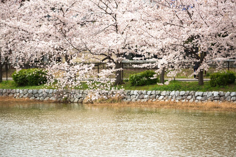 万代池公園の画像 - 2枚目