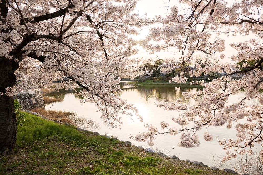 万代池公園の画像 - 3枚目