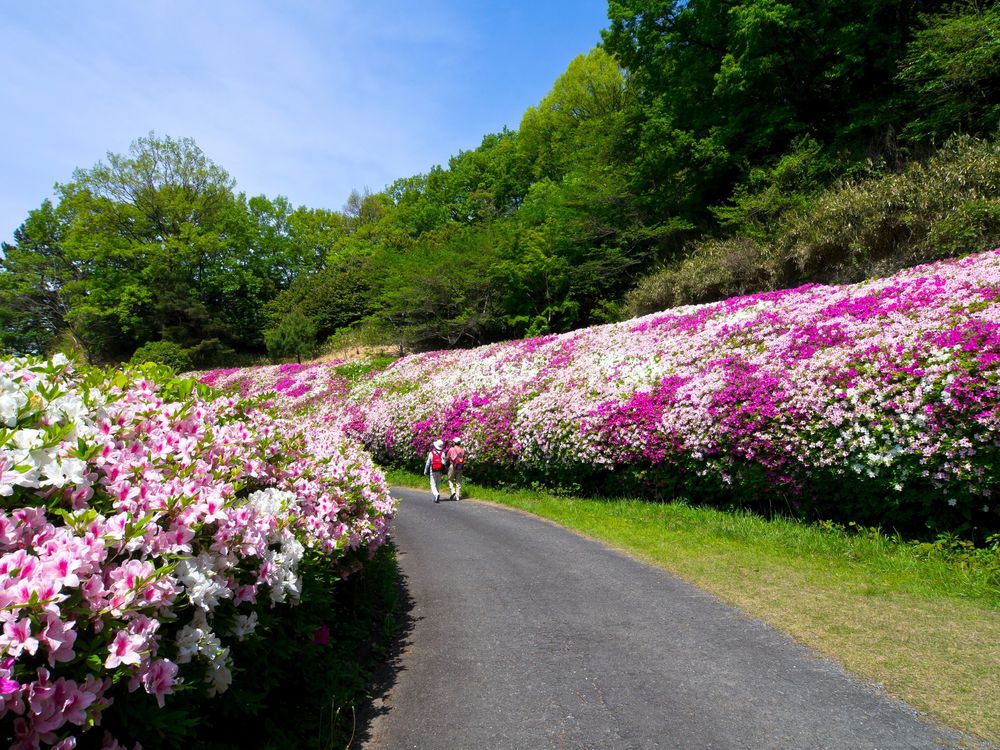 府民の森 なるかわ園地の画像 - 2枚目