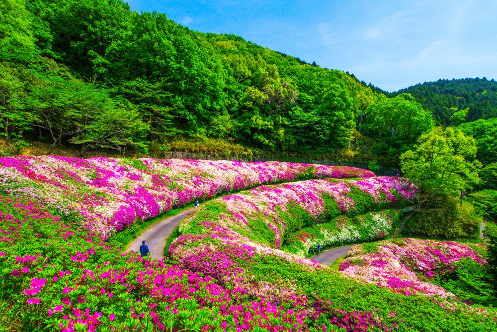 府民の森 なるかわ園地の画像 - 5枚目