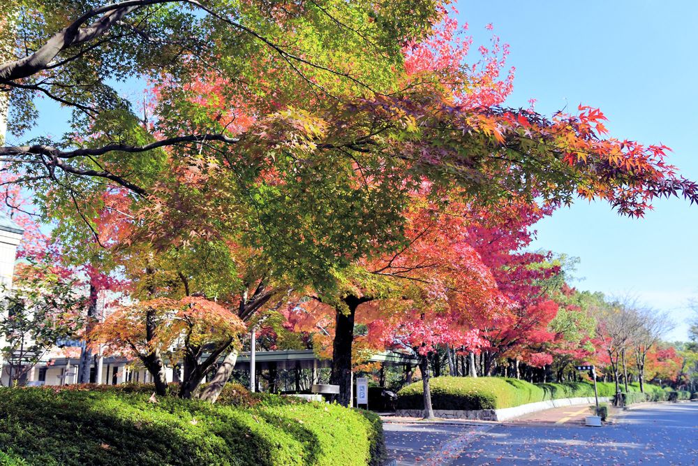 びわこ文化公園】の周辺スポット・アクセス・口コミ - Prism Japan