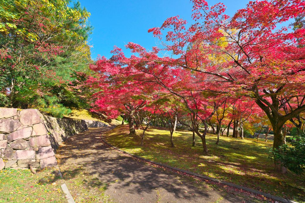 皇子が丘公園の画像 - 2枚目