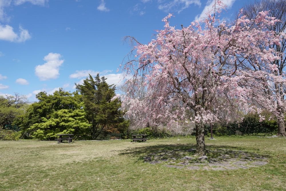 皇子が丘公園の画像 - 3枚目