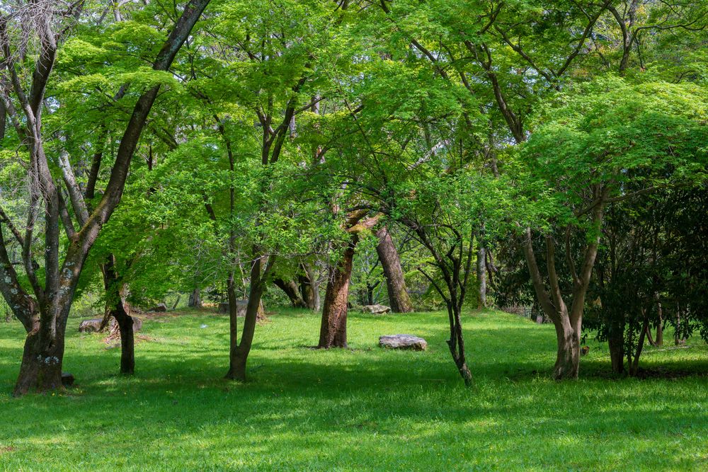 皇子が丘公園の画像 - 5枚目