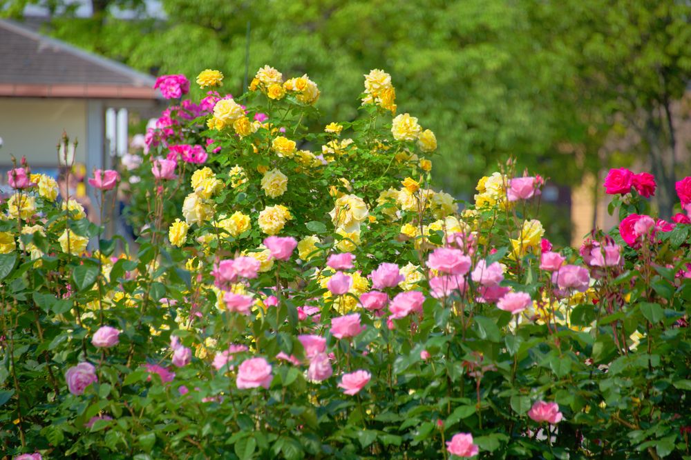 庄堺公園の画像 - 4枚目