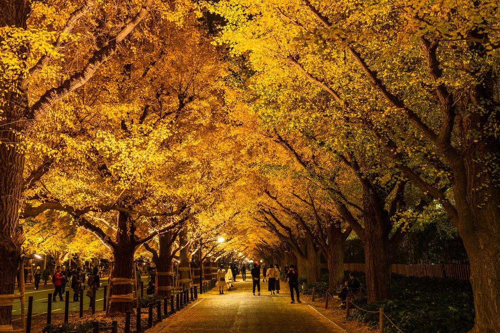 神宮外苑 いちょう並木】の周辺スポット・アクセス・口コミ - Prism Japan