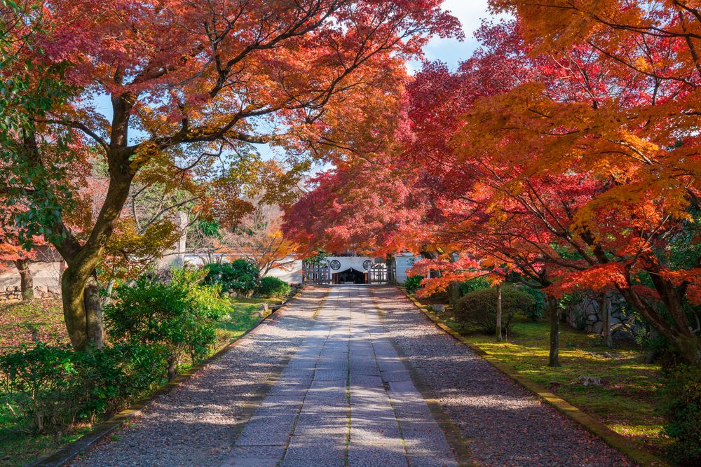 養源院の画像 - 4枚目