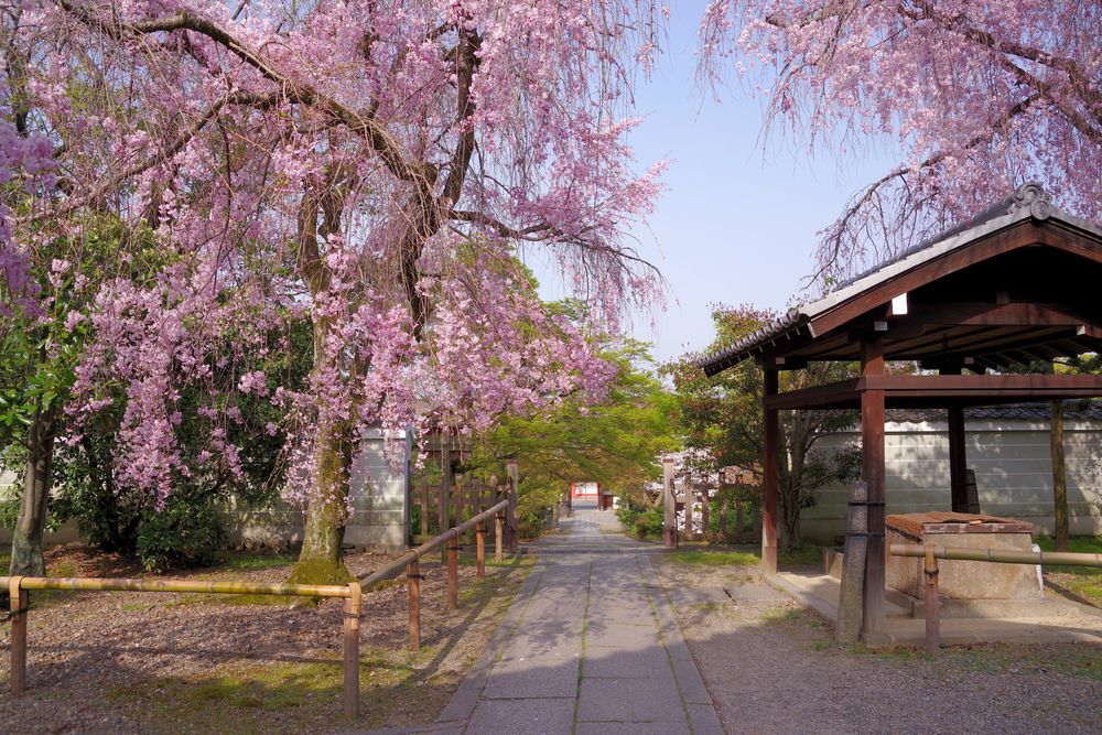養源院の画像 - 5枚目