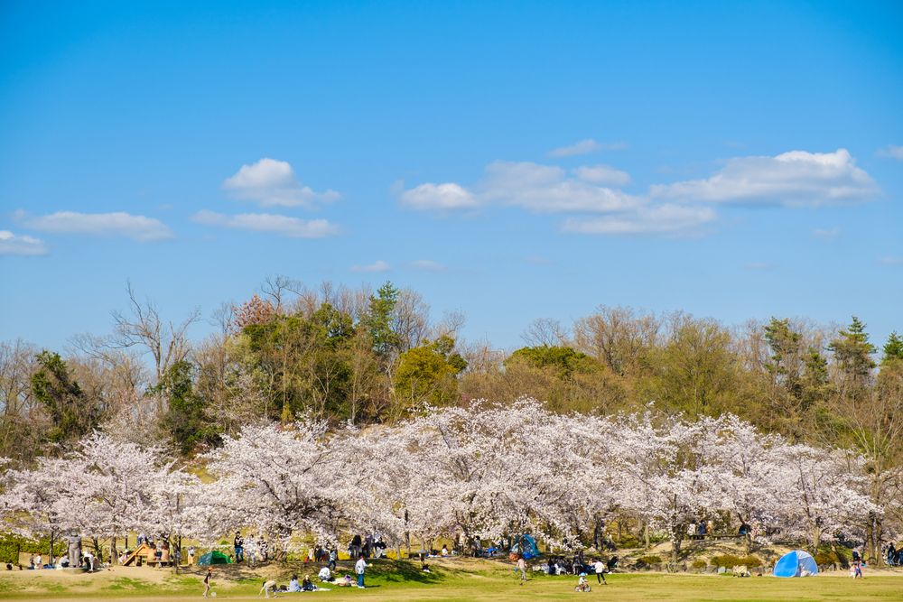 けいはんな記念公園の画像 - 2枚目