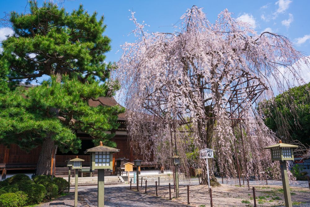 大報恩寺 (千本釈迦堂)の画像 - 5枚目