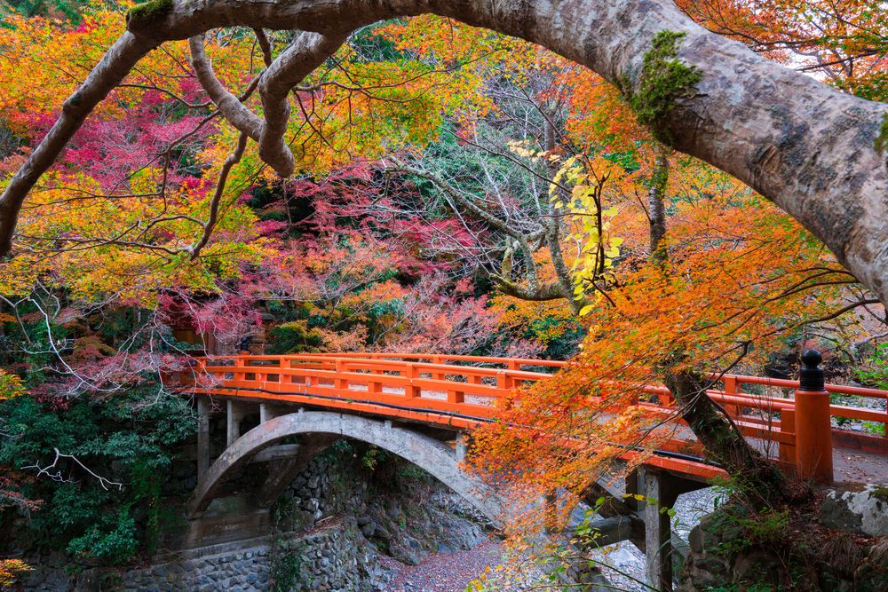 西明寺の画像 - 7枚目