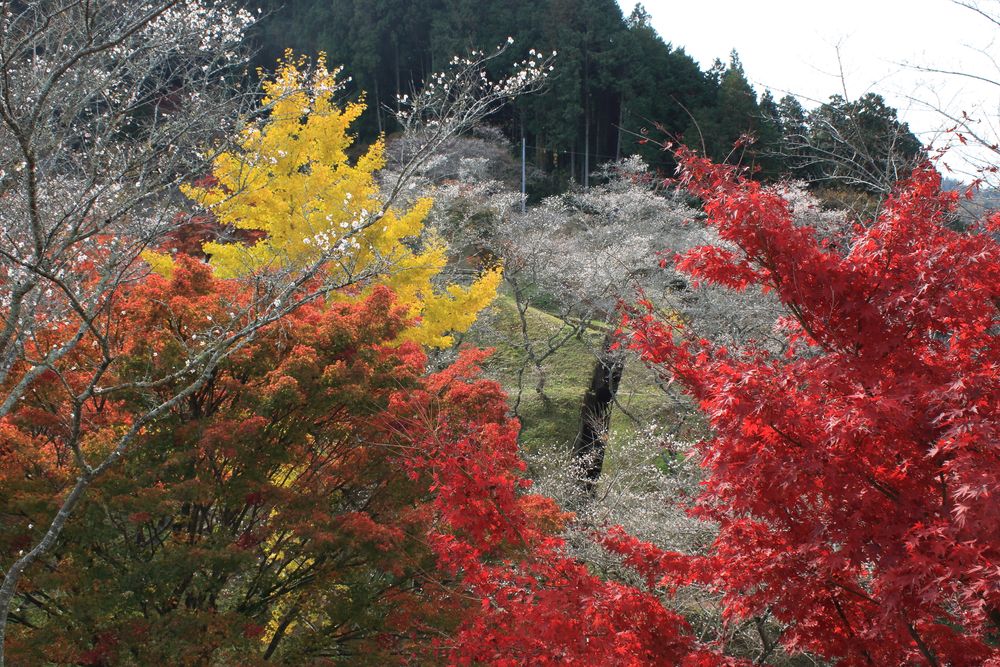 小原ふれあい公園の画像 - 2枚目