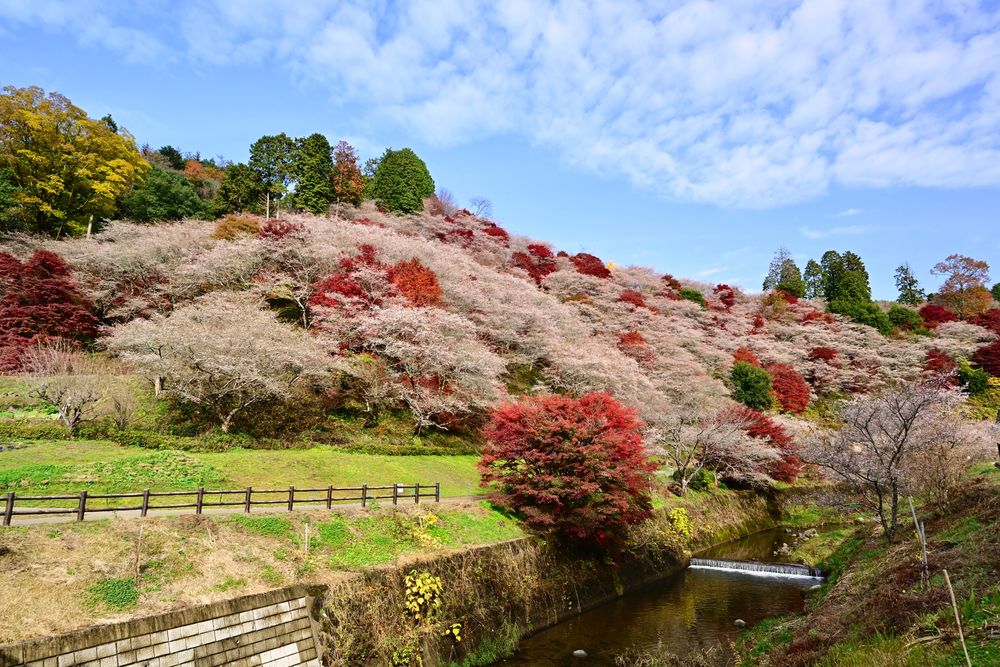 小原ふれあい公園