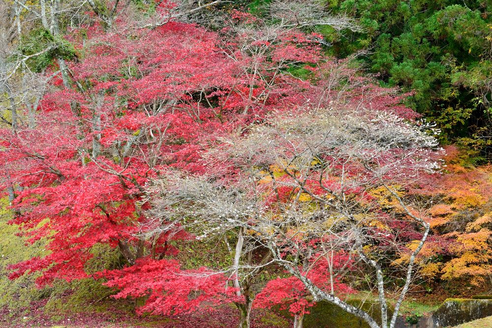 小原ふれあい公園の画像 - 3枚目
