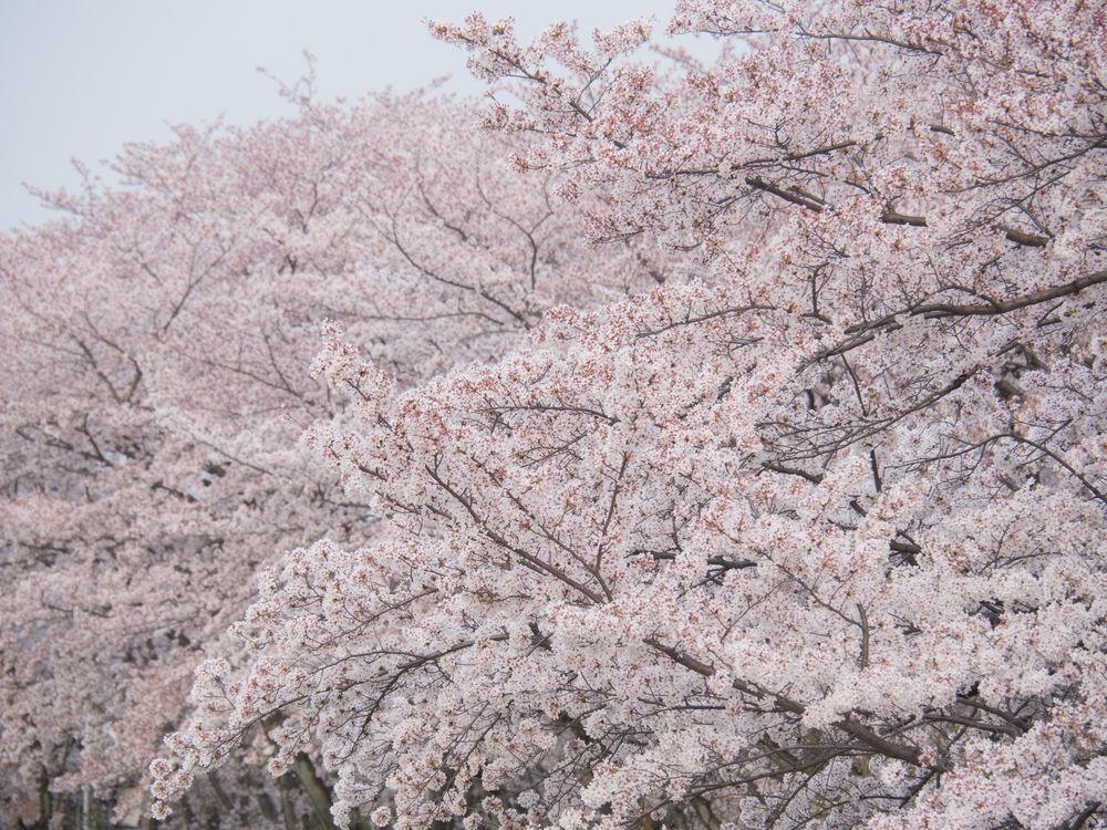 大野極楽寺公園の画像 - 2枚目