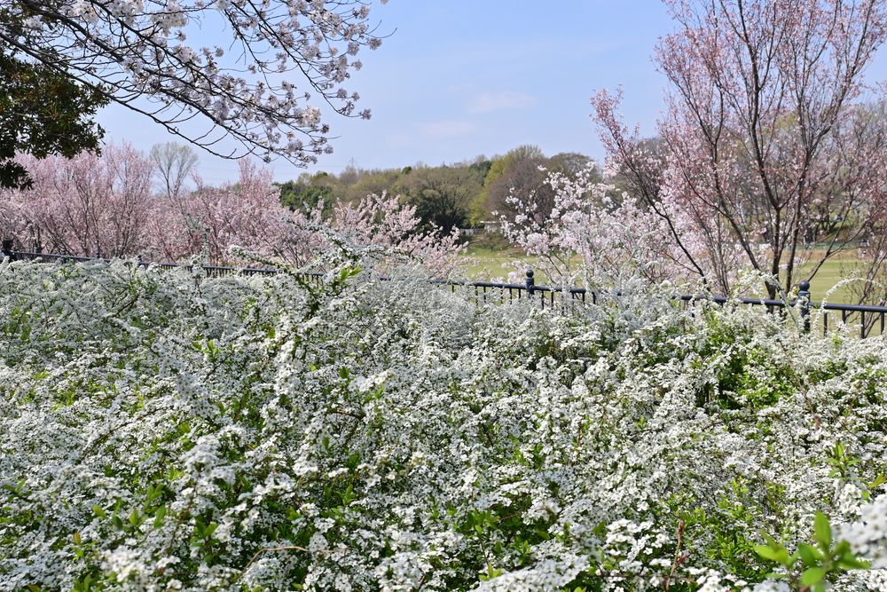 大野極楽寺公園の画像 - 5枚目