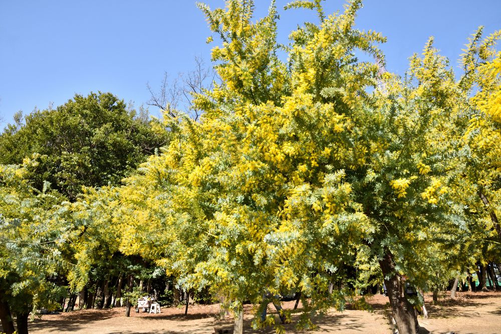 大府みどり公園の画像 - 5枚目