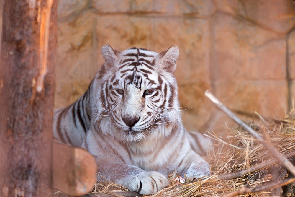 大牟田市動物園の画像 - 2枚目